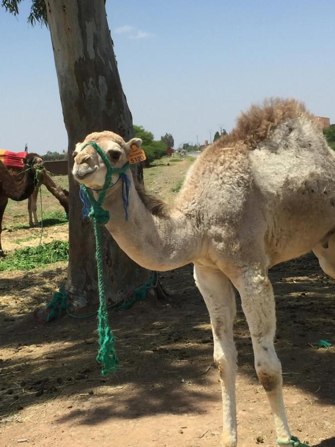 Le Marrakech Berrima Casa vacanze Marrakesh